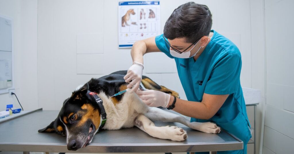 Veterinary Emergency Care: Always There When You Need Us